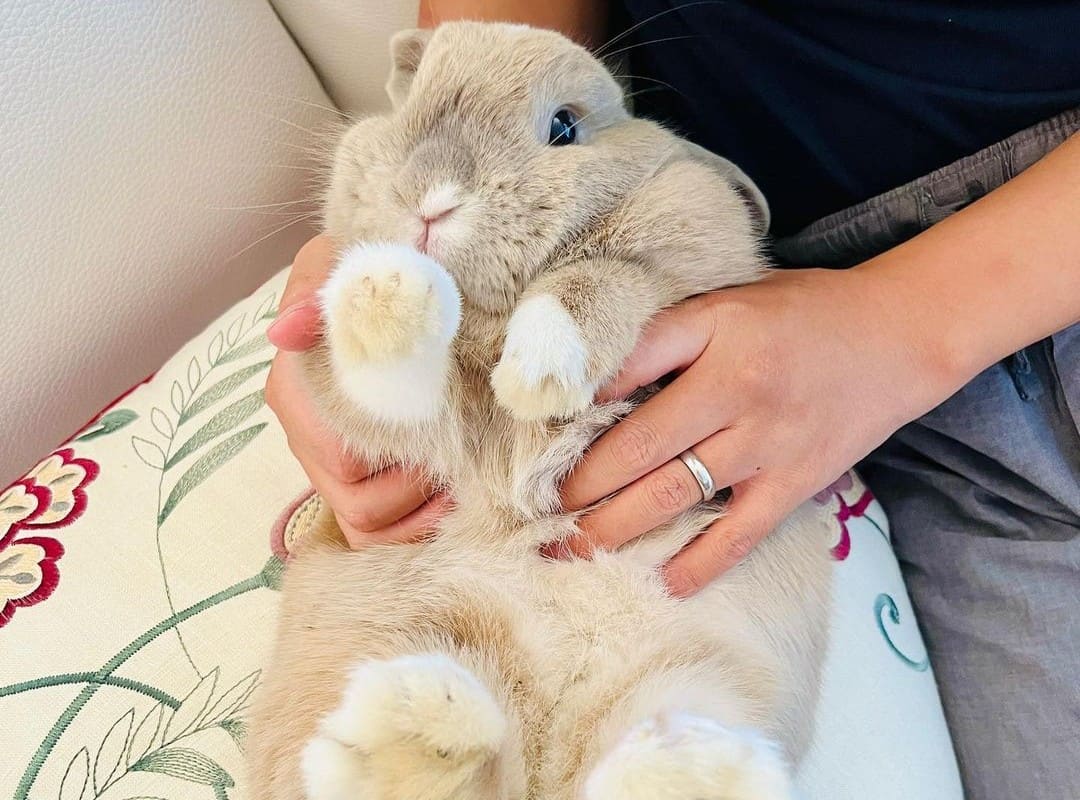 stroking a fluffy beige rabbit