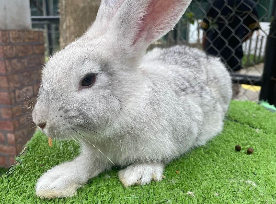 big gray rabbit on the grass