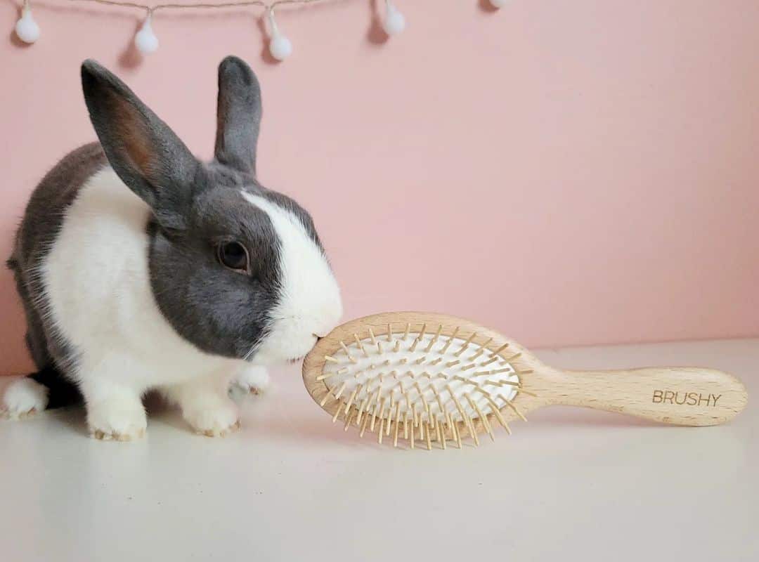 a rabbit sniffing a comb