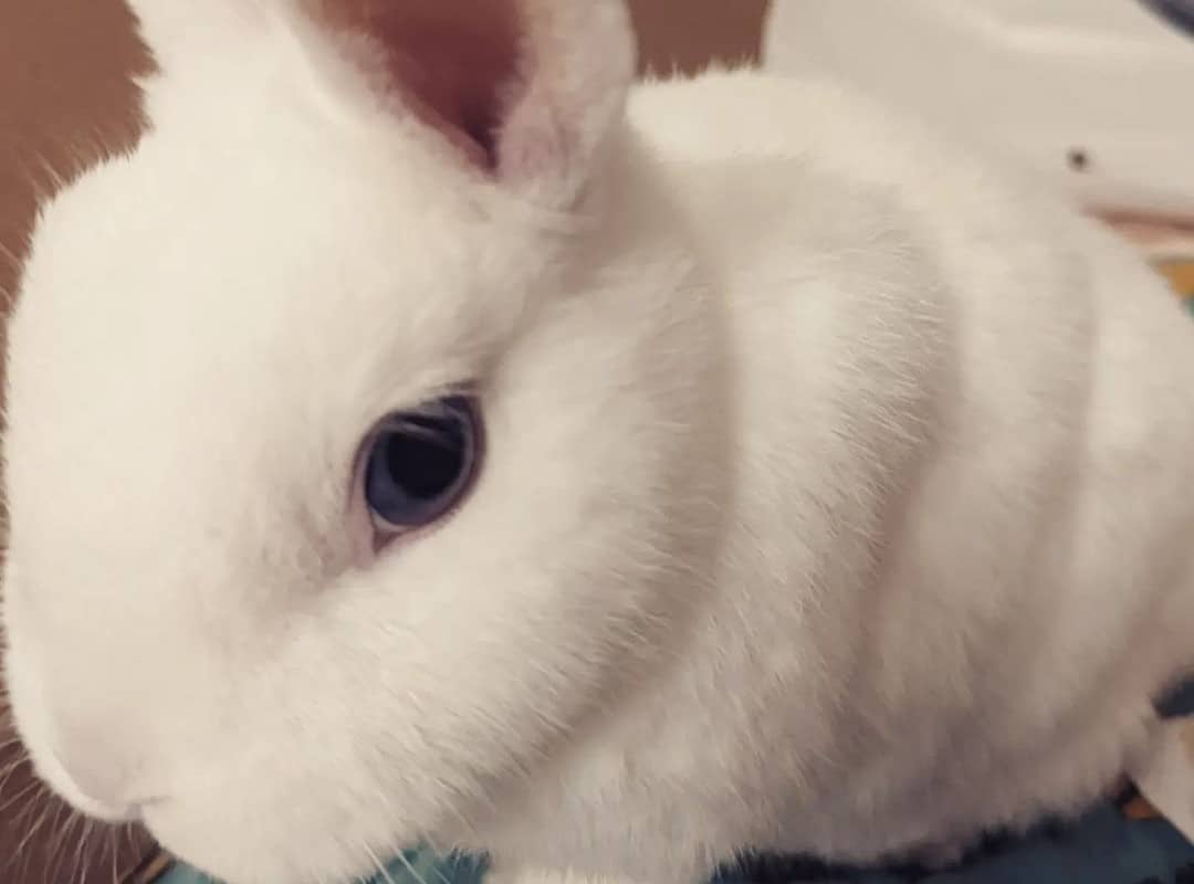 A fat white rabbit close-up