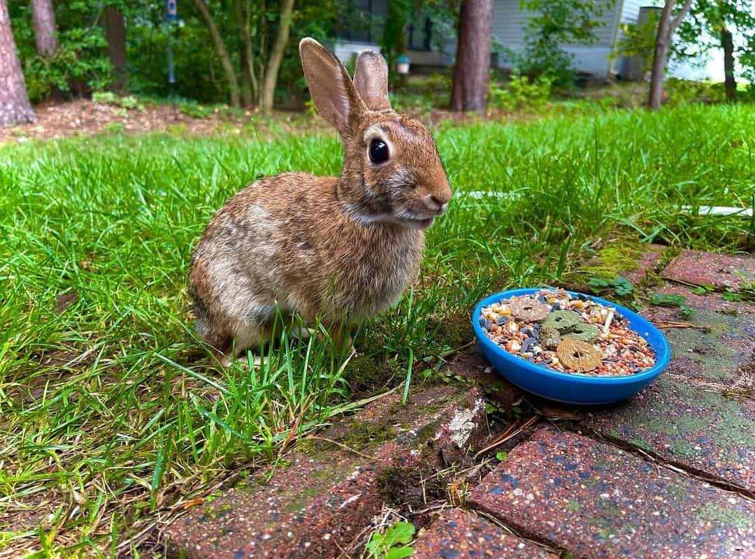 rabbit outside near the plate