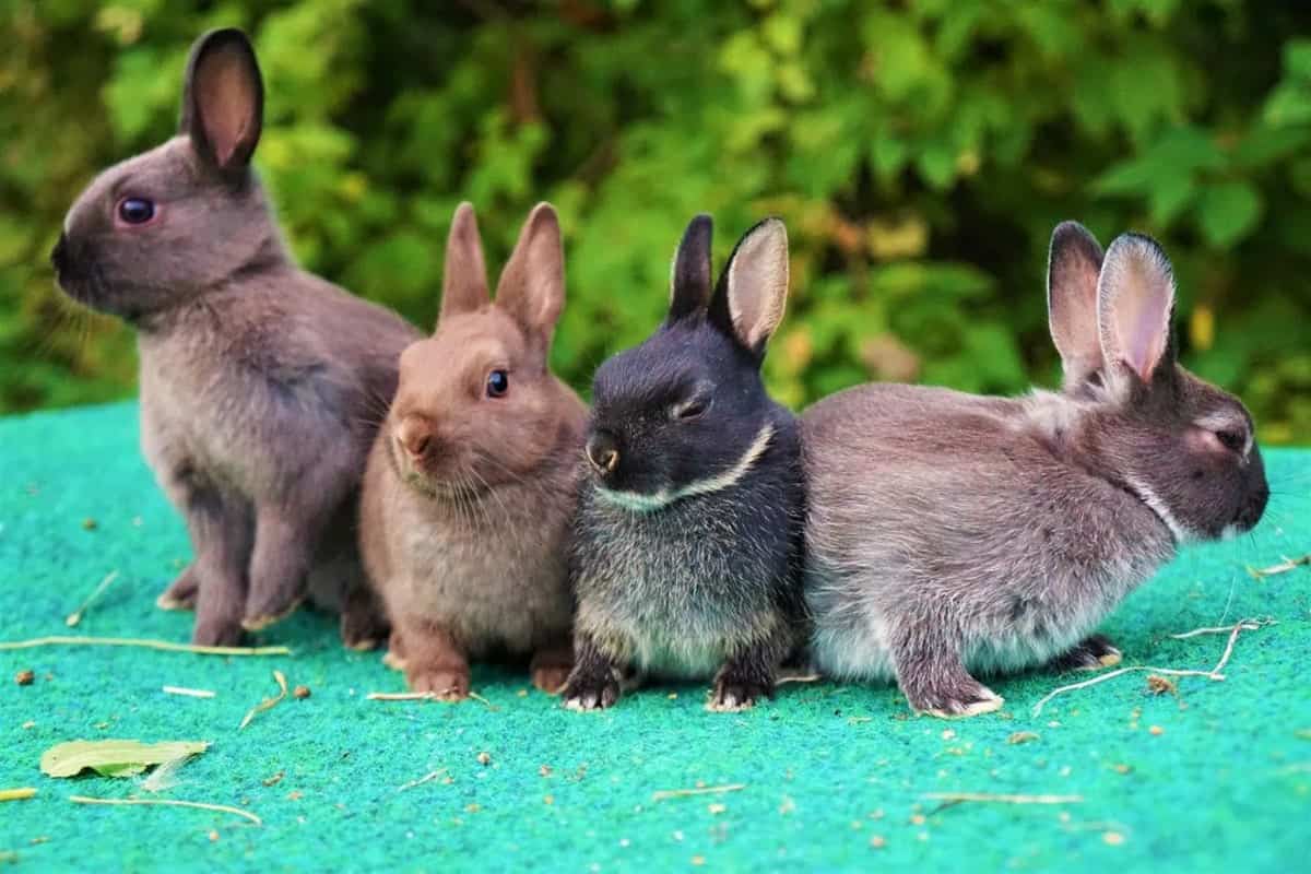 Britannia Petite rabbits