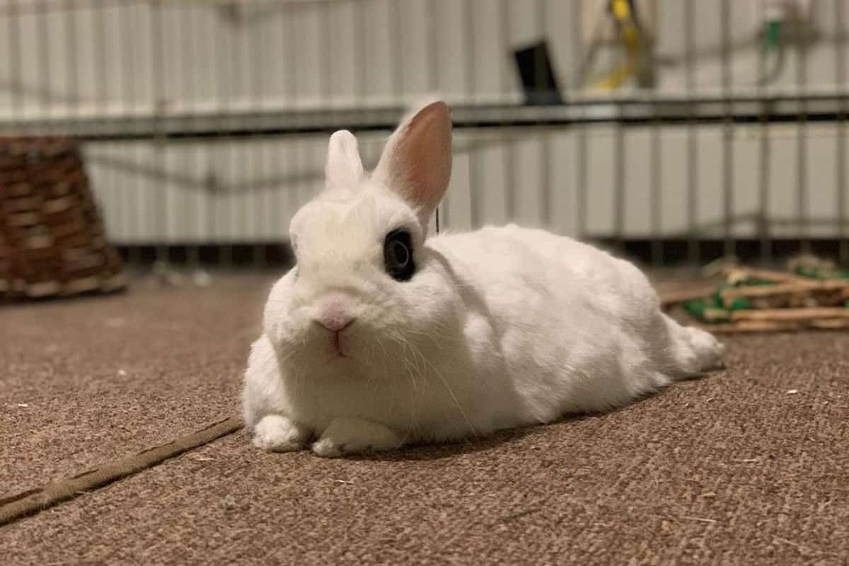 Dwarf Hotot rabbit