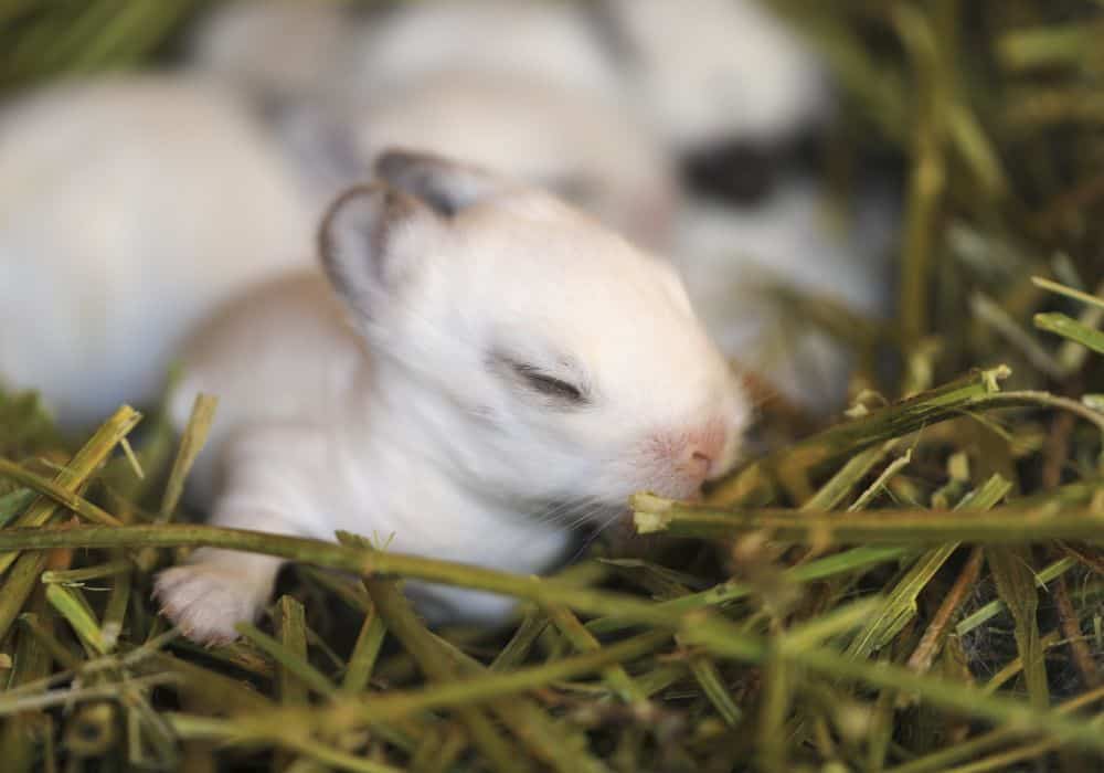 newborn rabbit