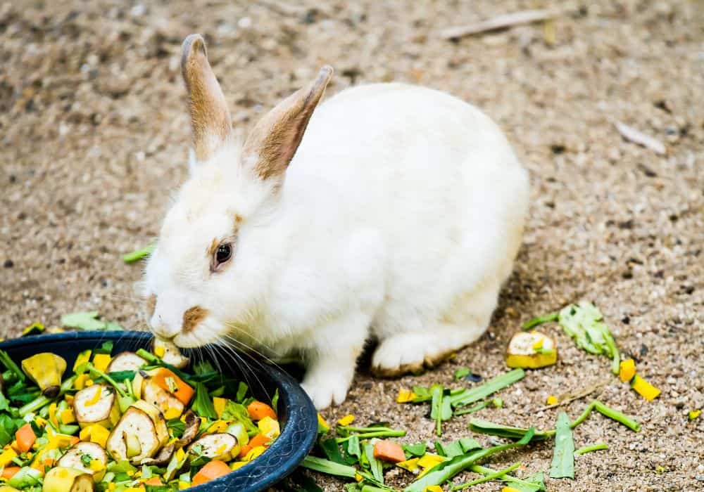Fresh veggies for rabbits