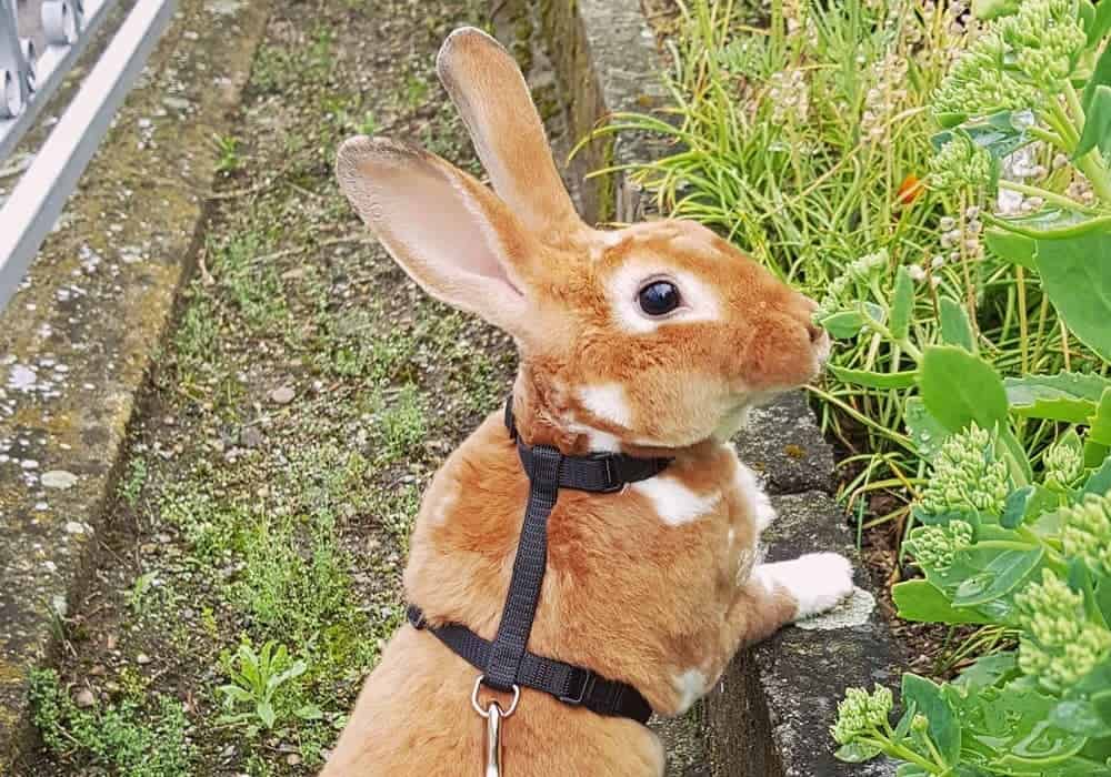 for rabbits H-Harness