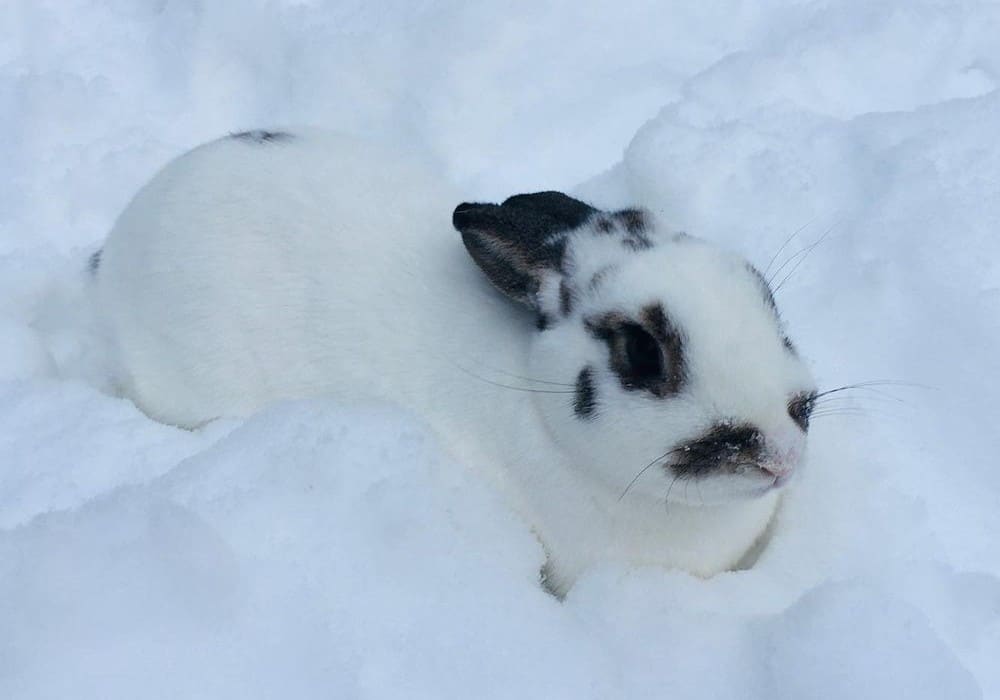 Keeping the rabbit warm