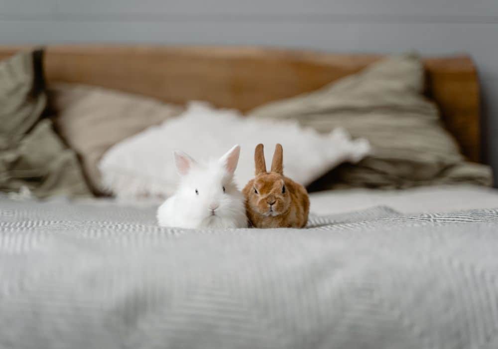 discipline and the rabbit