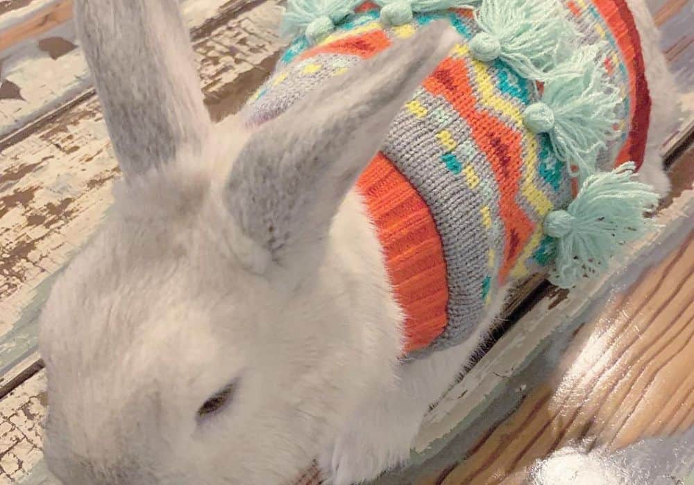 Keeping the rabbit warm