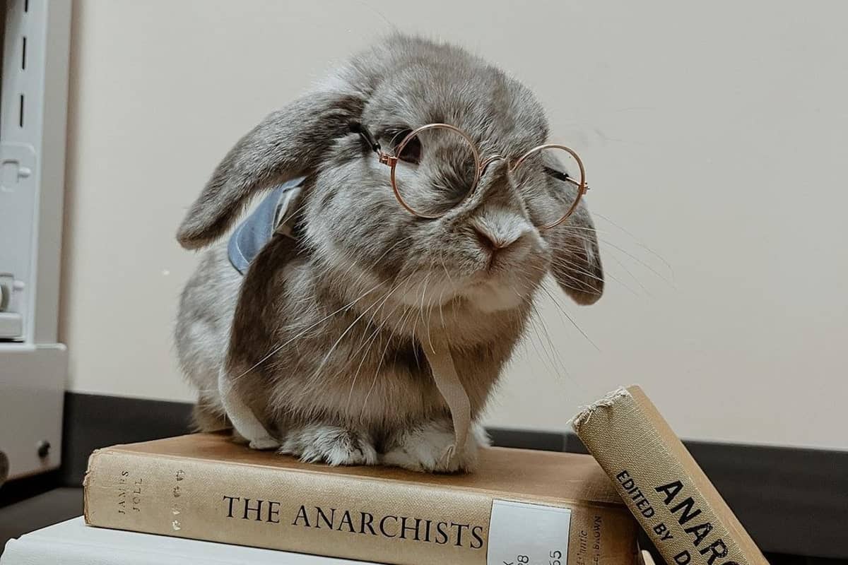 Mini Lop rabbit with glasses