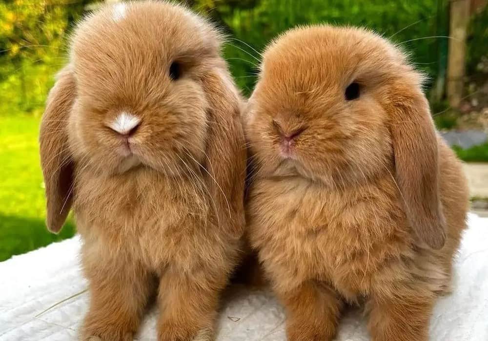 names for the two rabbits