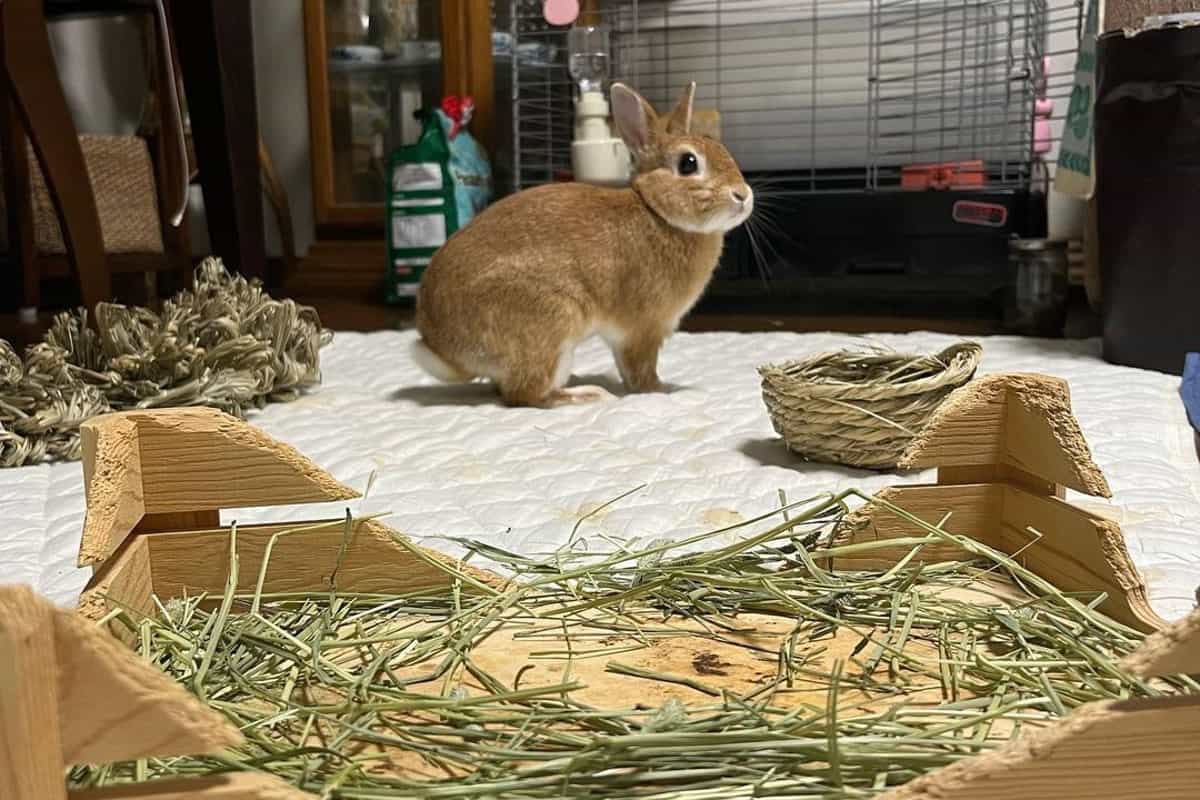 Rabbit and tray with hay