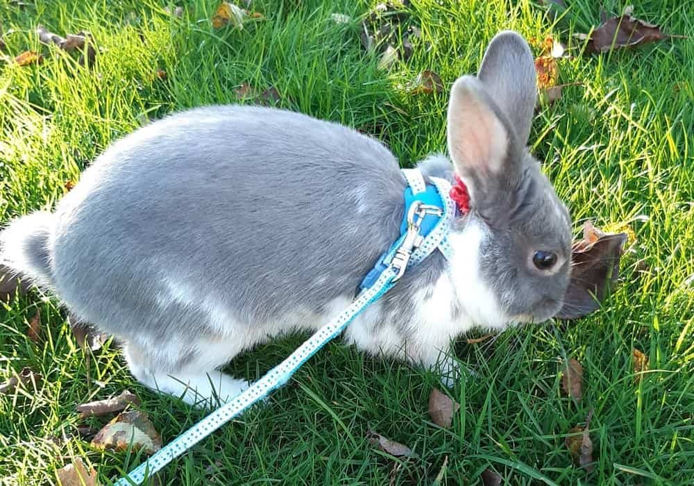for rabbits Shoulder Harness
