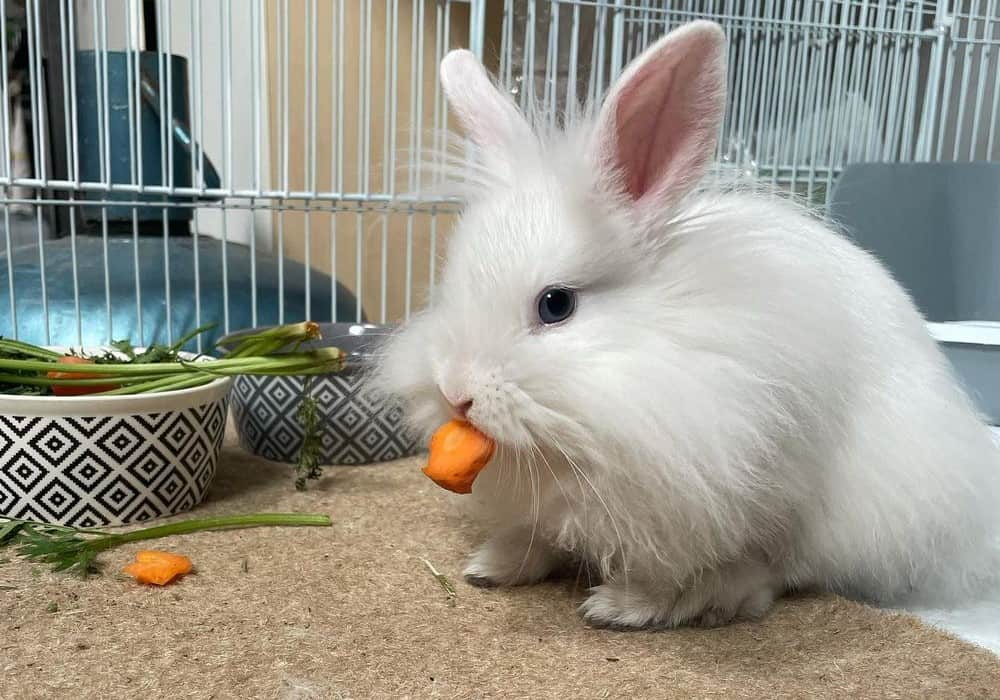 The rabbit eats Squash