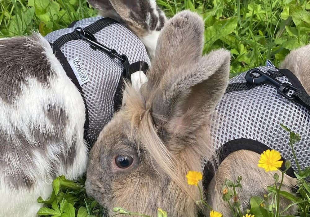 Vest or Coat Harness for Rabbits