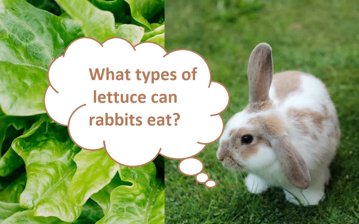 lettuce and rabbits