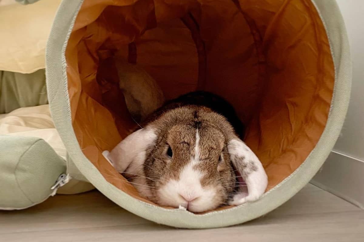 a beautiful rabbit in the pipe