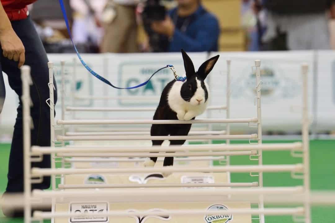 a rabbit on a leash jumping over an obstacle 