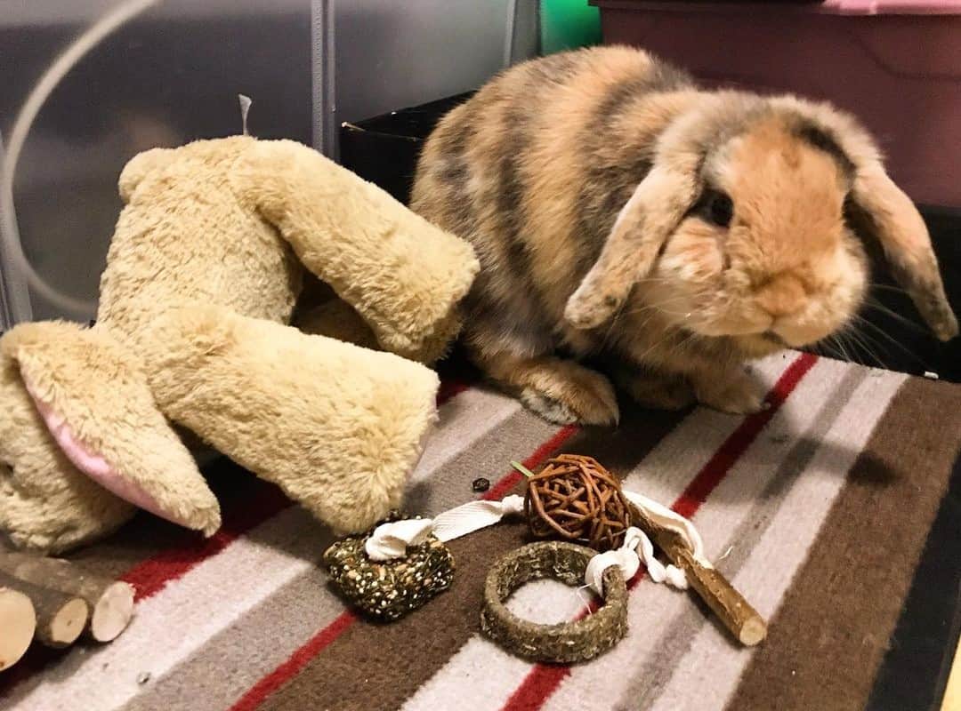 a rabbit playing with soft and homemade toys