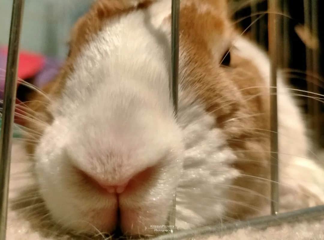 a rabbit stuck its white nose in the cage