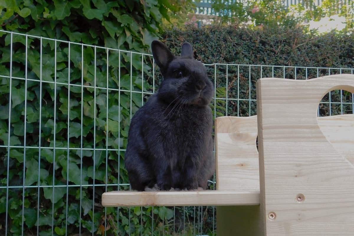 black rabbit on a wooden shelf