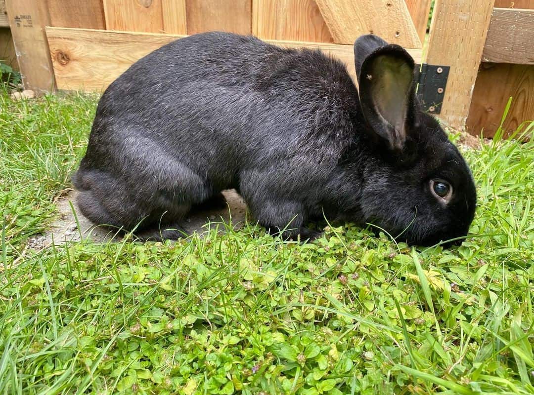 black rabbit near the fence