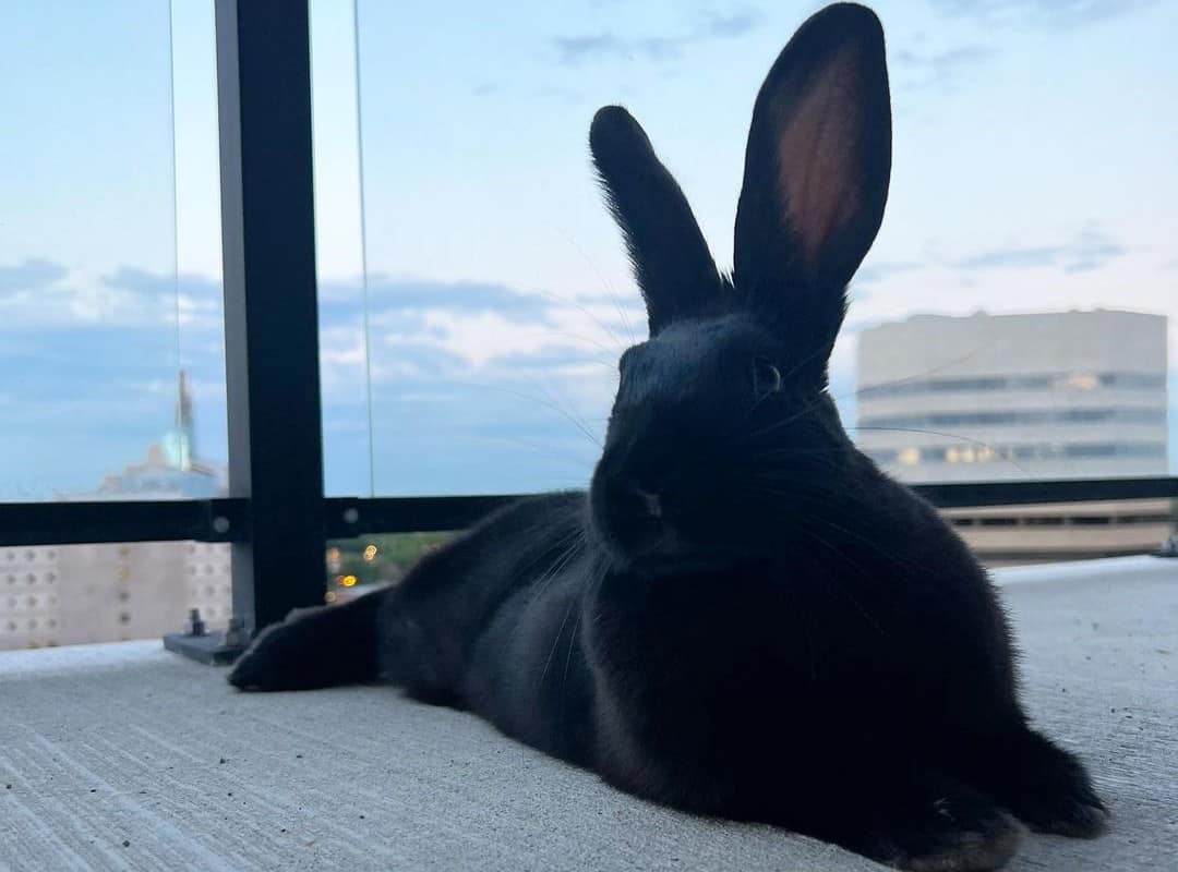 a black rabbit lies in front of a window