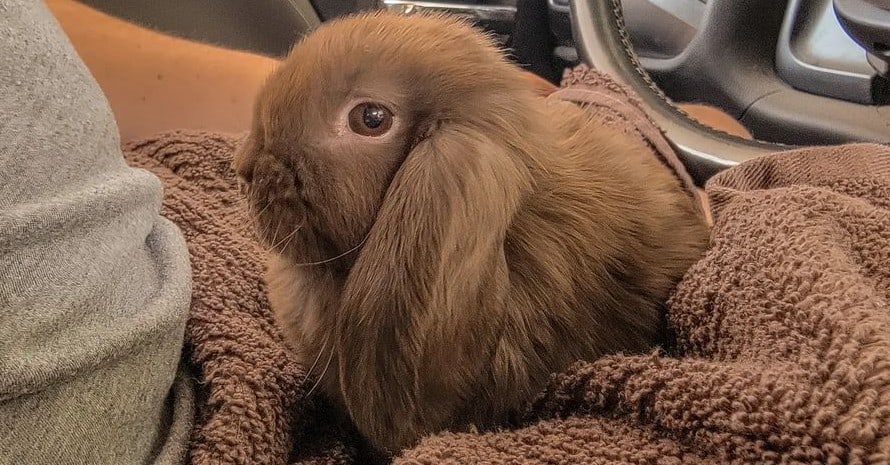 brown rabbit on a brown blanket