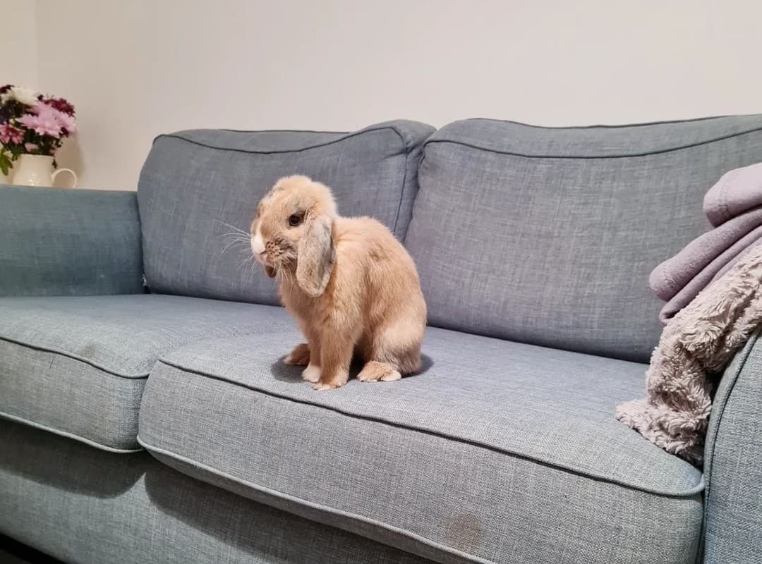 brown rabbit on a gray couch