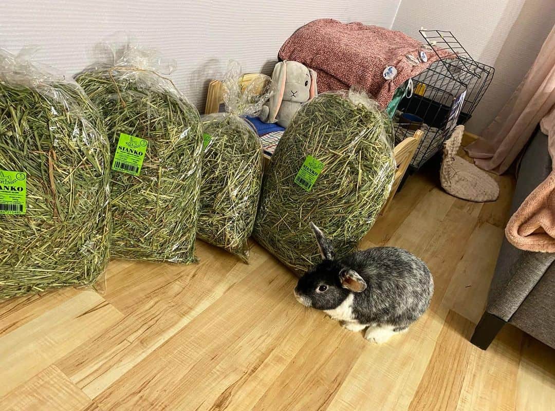 bunny and hay in bags
