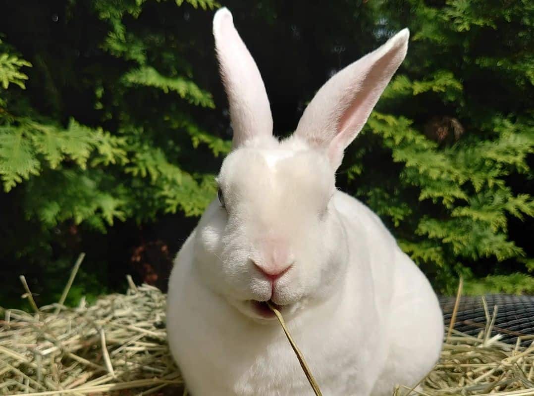 white rabbit eats grass