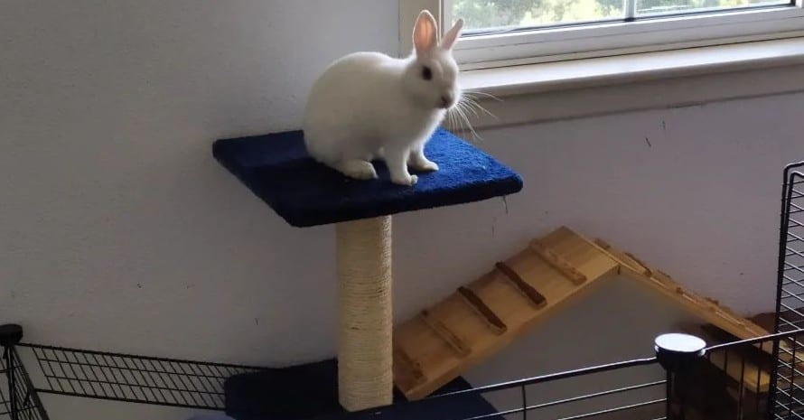 white rabbit in the play area