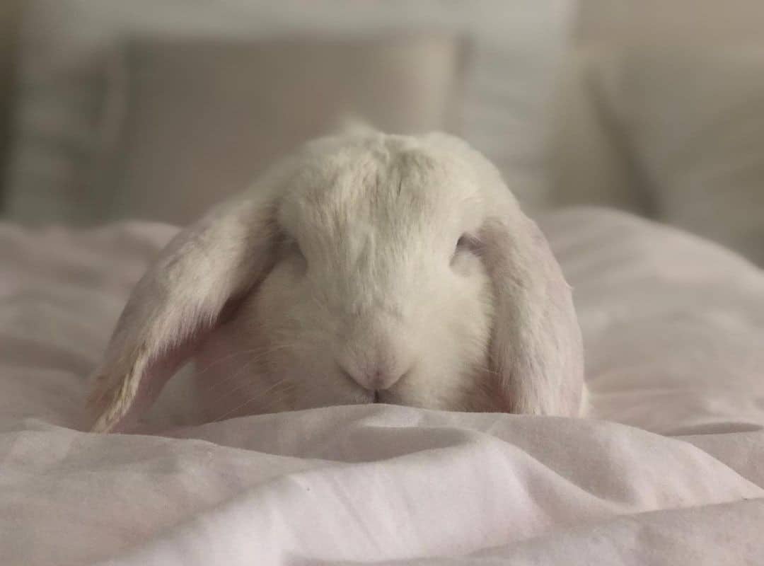 white rabbit sleeps