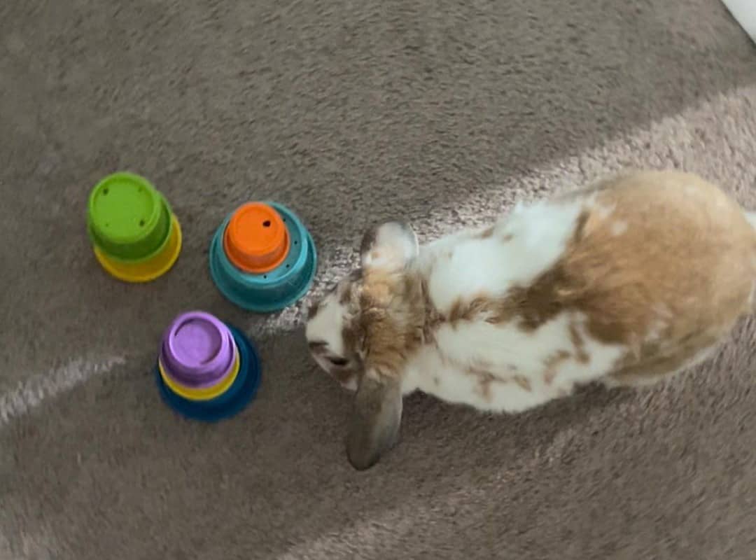 a rabbit with three toys