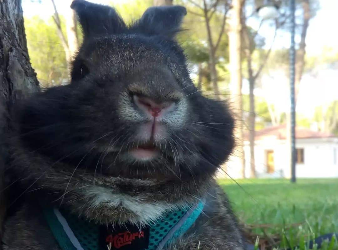 A rabbit in a collar looks at the camera