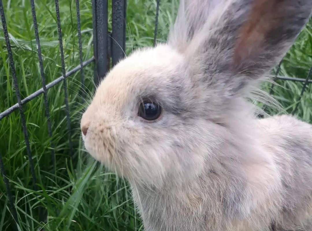 cute rabbit against the grass