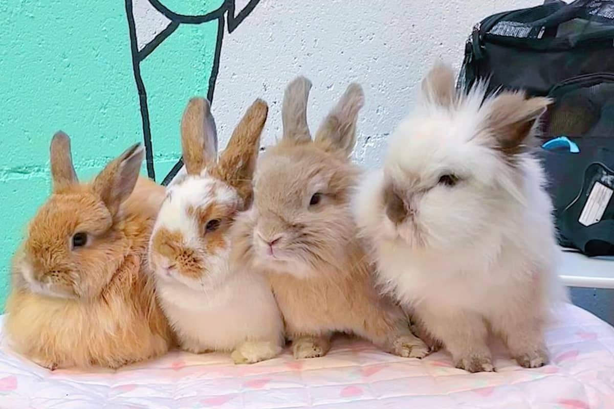four Lionhead rabbits