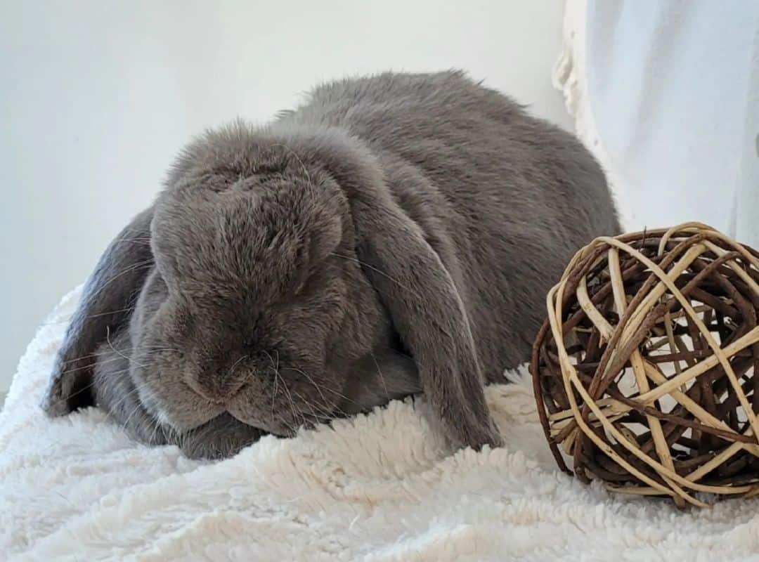 the gray rabbit sleeps next to the ball