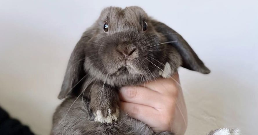 A fluffy gray rabbit in his hand
