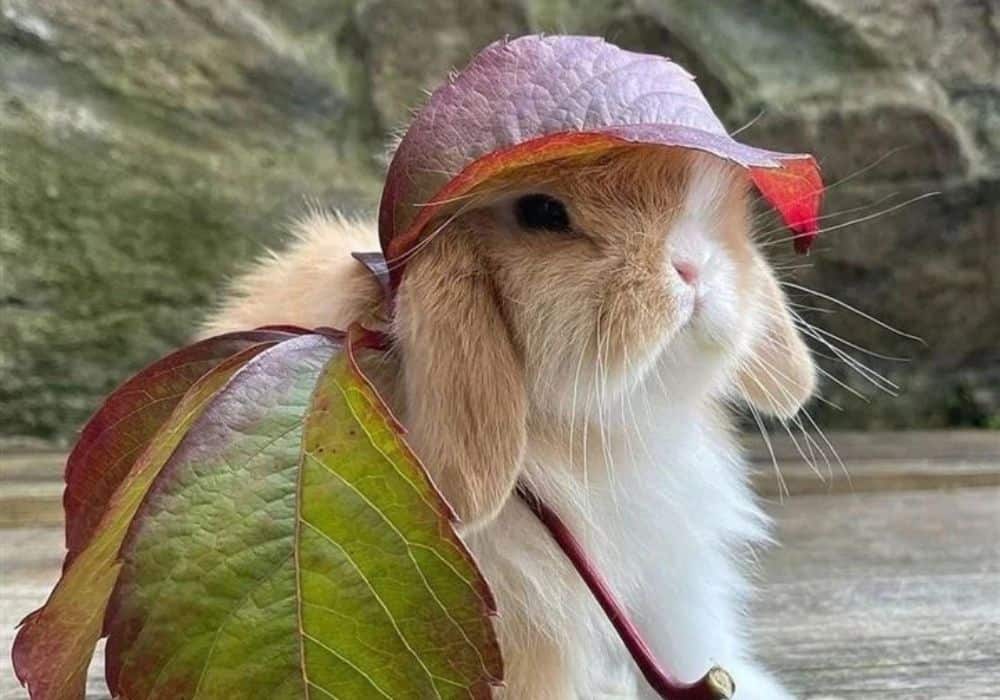 help a rabbit in the heat