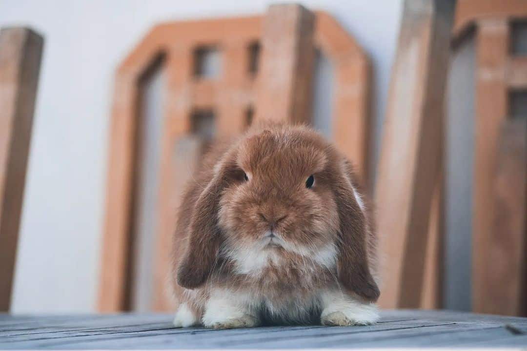 little brown rabbit