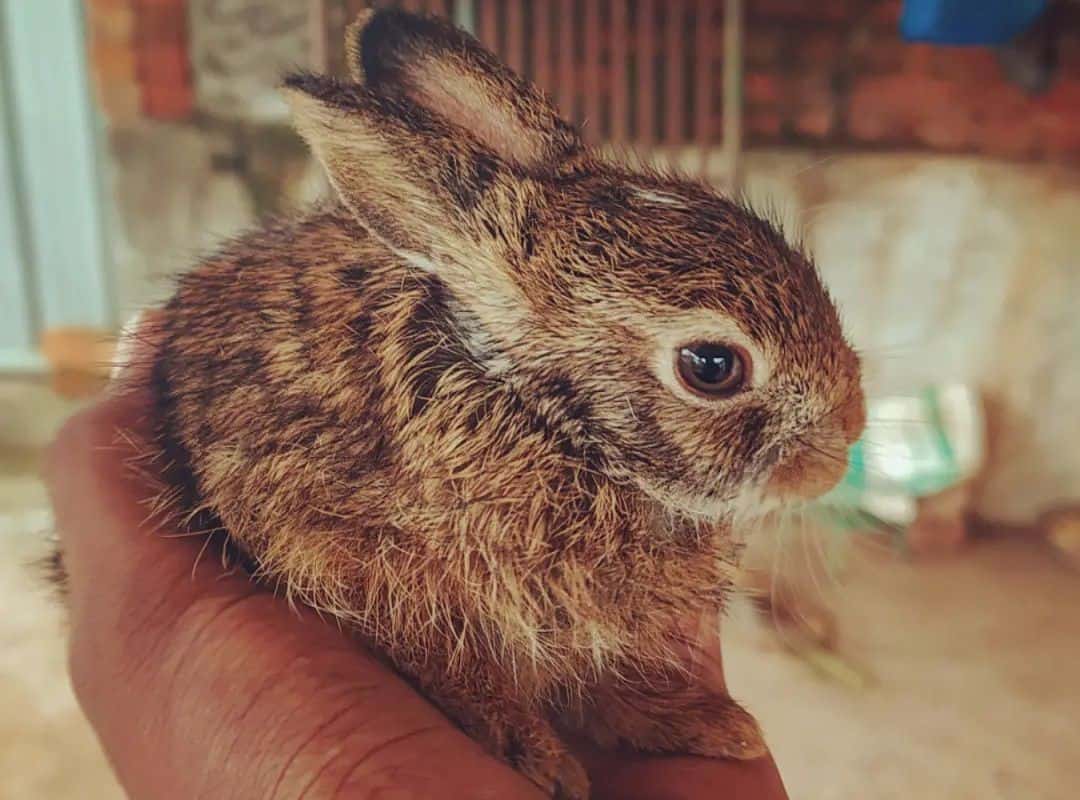 little rabbit in the palm of your hand