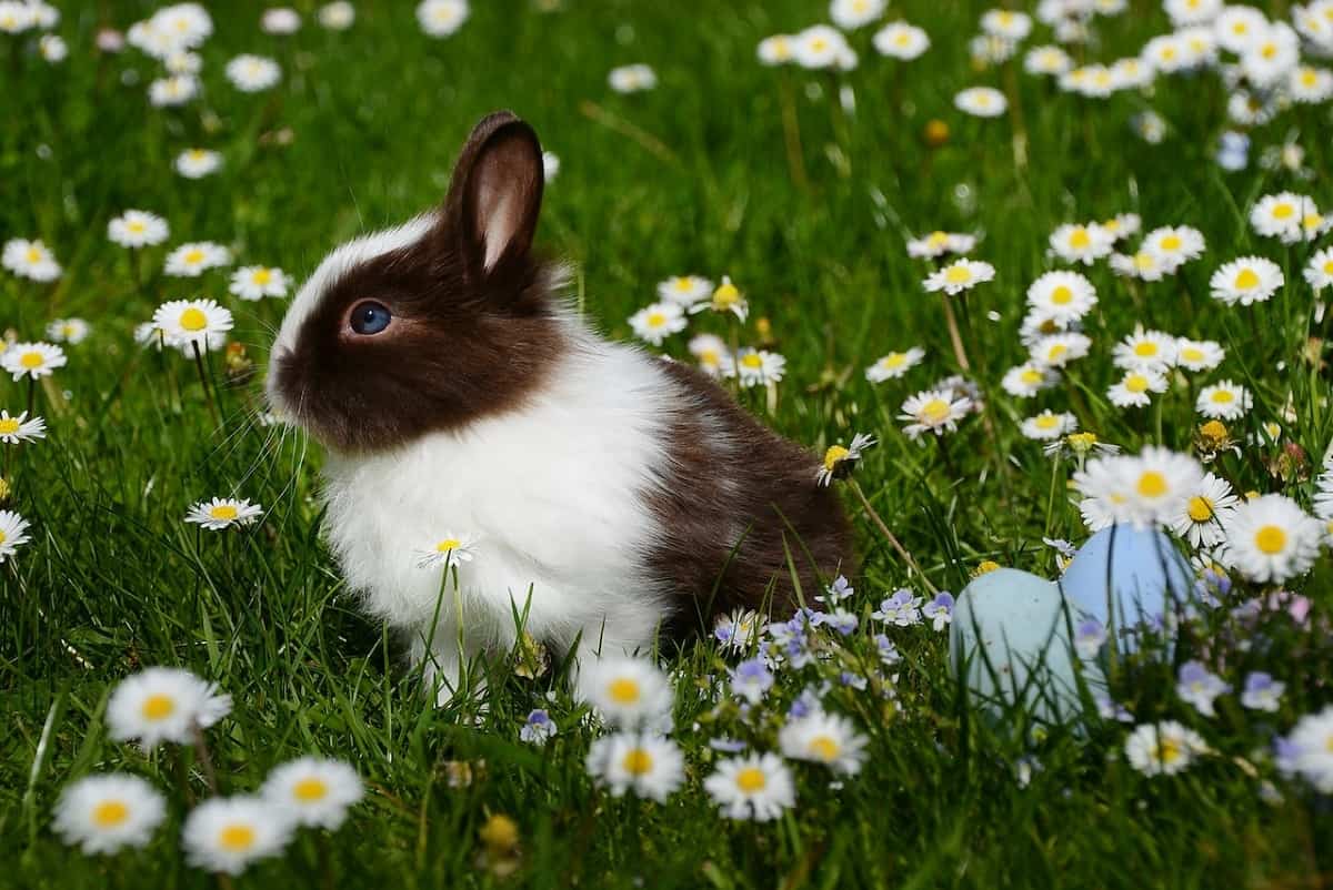Name for bunny with meaning
