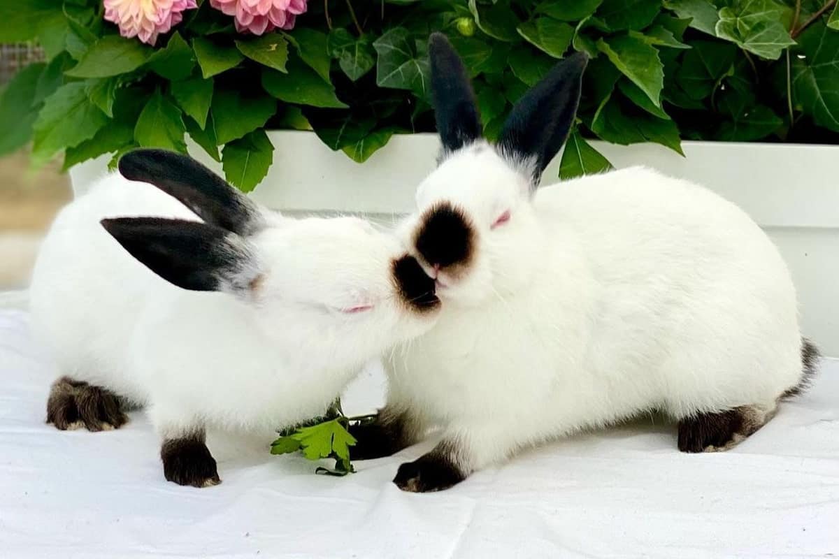 pair of Himalayan rabbits