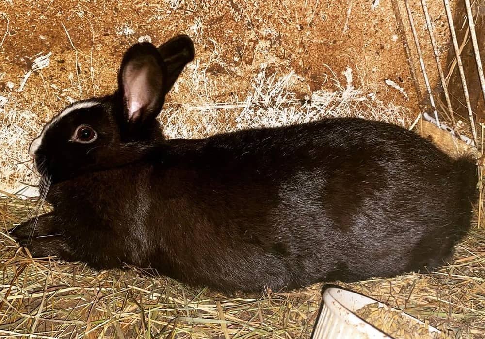 How to take care of a pregnant rabbit