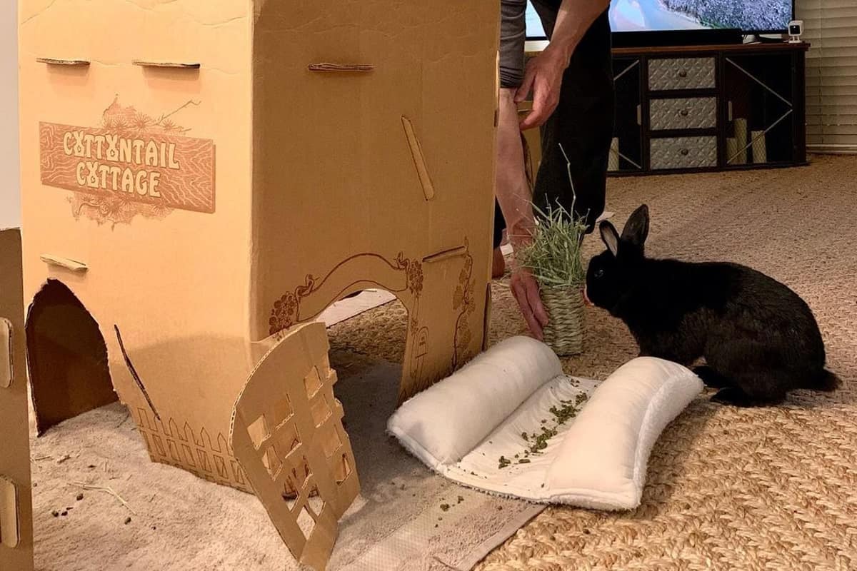 rabbit and his cardboard house