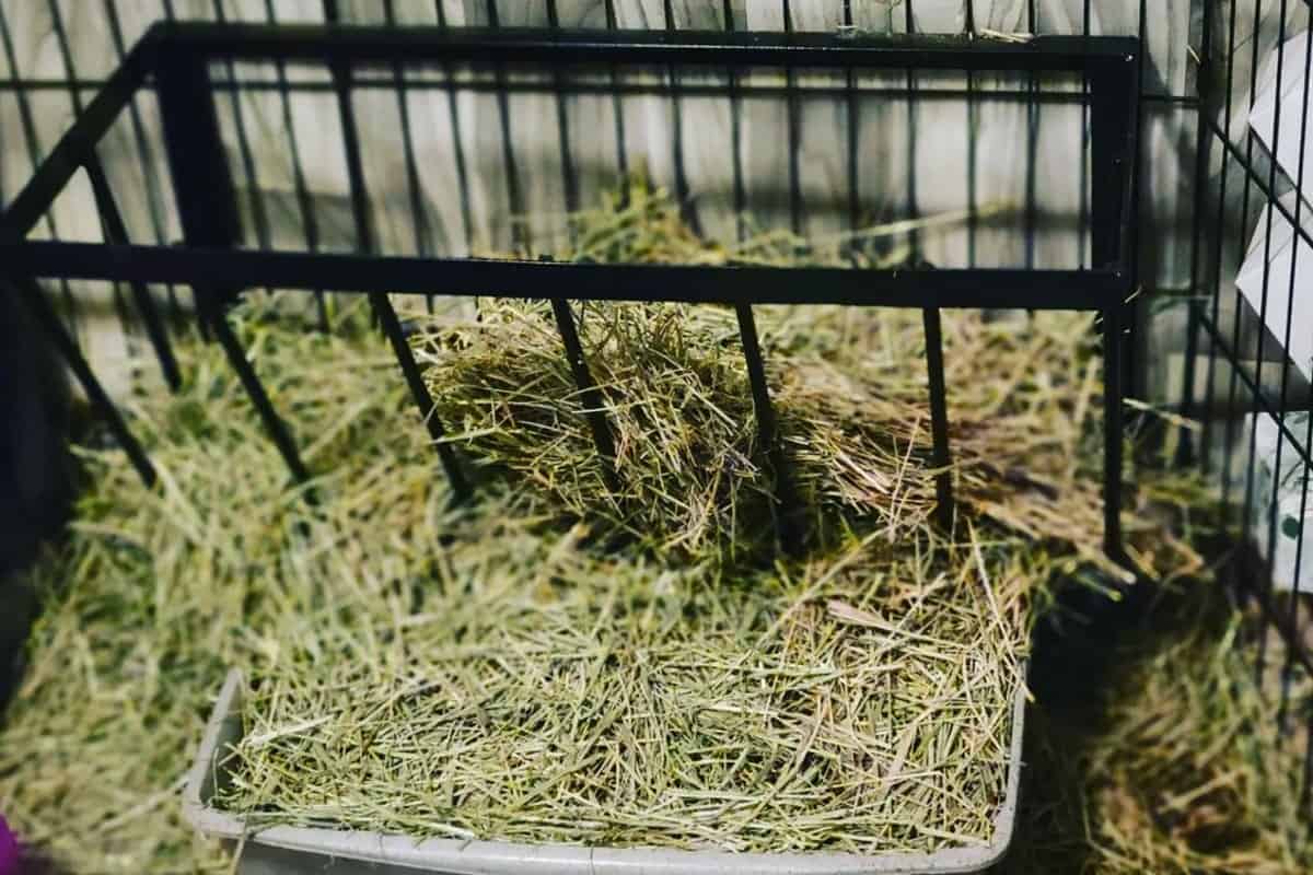 rabbit cage with hay