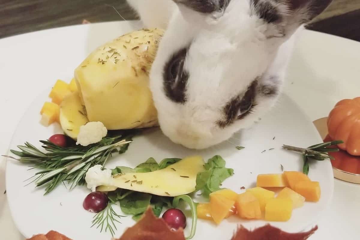 rabbit eating grapes