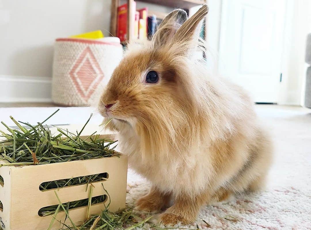 fluffy rabbit eats grass