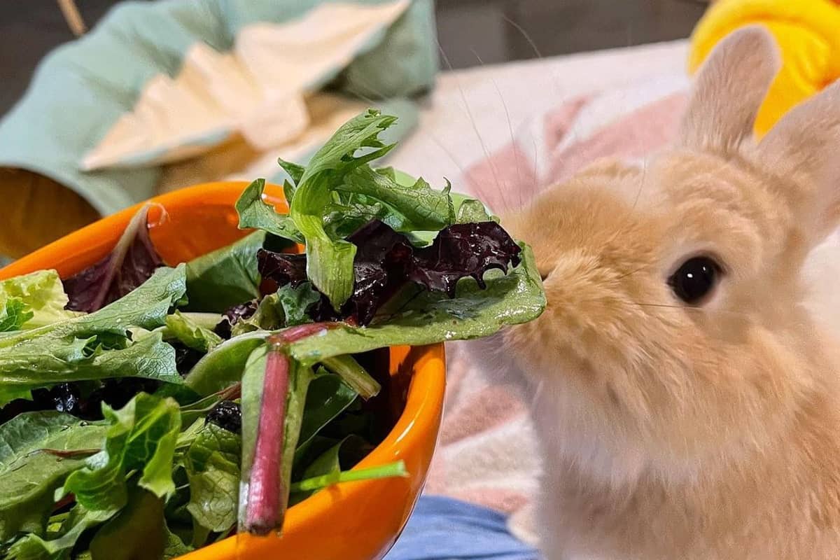 rabbit eats salad